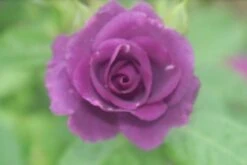 Roos (Rosa 'Rhapsody In Blue') -Aanbiedingen Groene Hekken Winkel rosa rhapsody in blue 2 2 1