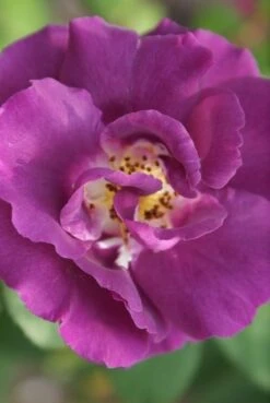 Roos (Rosa 'Rhapsody In Blue') -Aanbiedingen Groene Hekken Winkel rosa rhapsody in blue 2 3