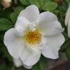 Ondoordringbare Haag, Laag -Aanbiedingen Groene Hekken Winkel rosa rugosa alba 1