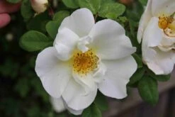 Ondoordringbare Haag, Laag