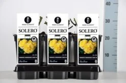 Bodembedekkende Roos (Rosa 'Solero') 8 Bodembedekkende Roos (Rosa 'Solero') -Aanbiedingen Groene Hekken Winkel rosa solero in de winter