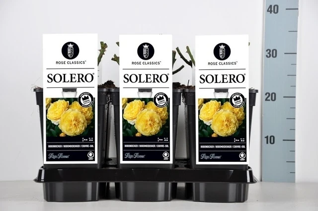 Bodembedekkende Roos (Rosa 'Solero') 5 Bodembedekkende Roos (Rosa 'Solero') - Afbeelding 3