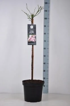 Stamroos (Rosa 'The Fairy') 10 Stamroos (Rosa 'The Fairy') -Aanbiedingen Groene Hekken Winkel rosa thefairy stam70 kaal
