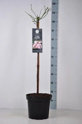 Stamroos (Rosa 'The Fairy') 6 Stamroos (Rosa 'The Fairy') - Afbeelding 4