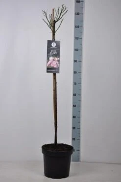 Stamroos (Rosa 'The Fairy') 11 Stamroos (Rosa 'The Fairy') -Aanbiedingen Groene Hekken Winkel rosa thefairy stam90 kaal