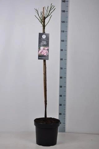 Stamroos (Rosa 'The Fairy') 7 Stamroos (Rosa 'The Fairy') - Afbeelding 5