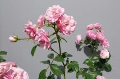 Trosroos (Rosa 'Bonica 82') 15 Trosroos (Rosa 'Bonica 82') -Aanbiedingen Groene Hekken Winkel rosabonica02