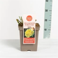 Grootbloemige Roos (Rosa 'Diamonds Forever') -Aanbiedingen Groene Hekken Winkel rosadiamondsforever03