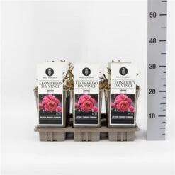 Trosroos (Rosa 'Leonardo Da Vinci') -Aanbiedingen Groene Hekken Winkel rosaleonardodavinci03