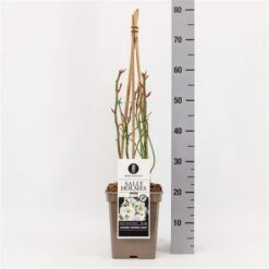 Roos (Rosa 'Sally Holmes') -Aanbiedingen Groene Hekken Winkel rosasallyholmes01 2