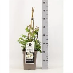 Roos (Rosa 'Sally Holmes') -Aanbiedingen Groene Hekken Winkel rosasallyholmes02 2