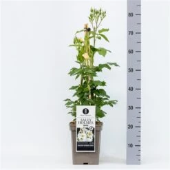 Roos (Rosa 'Sally Holmes') -Aanbiedingen Groene Hekken Winkel rosasallyholmes04 1