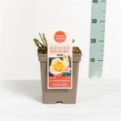 Roos (Rosa 'Scented Memory') -Aanbiedingen Groene Hekken Winkel rosascentedmemory03