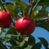 Appelboom (Malus Domestica 'Rosette') -Aanbiedingen Groene Hekken Winkel rosette 1