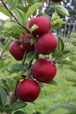 Appelboom (Malus Domestica 'Rosette') -Aanbiedingen Groene Hekken Winkel rosette vruchten