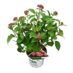 Hortensia (Hydrangea 'Ruby Annabelle') -Aanbiedingen Groene Hekken Winkel ruby annabelle 2