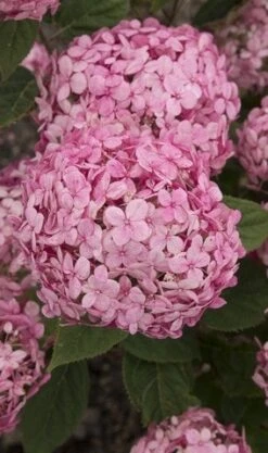 Hortensia (Hydrangea 'Ruby Annabelle') -Aanbiedingen Groene Hekken Winkel ruby annabelle 1 2