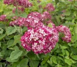 Hortensia (Hydrangea 'Ruby Annabelle') 10 Hortensia (Hydrangea 'Ruby Annabelle') -Aanbiedingen Groene Hekken Winkel ruby annabelle 5