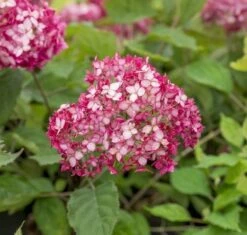 Hortensia (Hydrangea 'Ruby Annabelle') -Aanbiedingen Groene Hekken Winkel ruby annabelle 6 2
