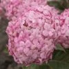 Hortensia (Hydrangea 'Ruby Annabelle') -Aanbiedingen Groene Hekken Winkel ruby annabelle 8