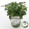 Hortensia (Hydrangea Hybr. 'Runaway Bride') -Aanbiedingen Groene Hekken Winkel runawaybride 1