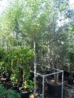 Knotwilg (Salix Alba) -Aanbiedingen Groene Hekken Winkel salix alba 12 14 16ho cont