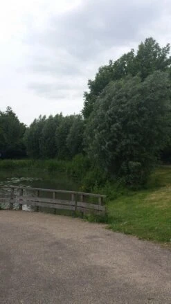 Knotwilg (Salix Alba) -Aanbiedingen Groene Hekken Winkel salix alba knotwilg 1 1