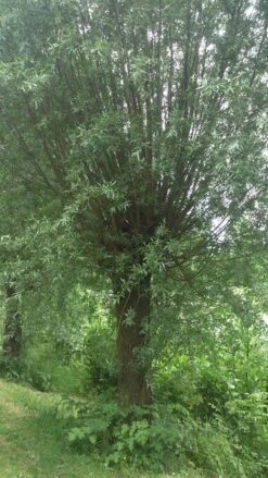 Knotwilg (Salix Alba) -Aanbiedingen Groene Hekken Winkel salix alba knotwilg 2 1