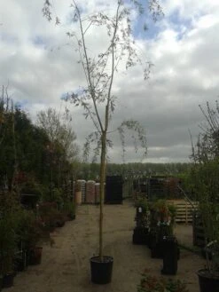 Gele Treurwilg (Salix Babylonica 'Aurea') -Aanbiedingen Groene Hekken Winkel salix b. aurea