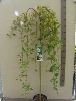 Treurwilg Op Stam (Salix Caprea 'Kilmarnock') -Aanbiedingen Groene Hekken Winkel salix c. kilmarnock 120st c5