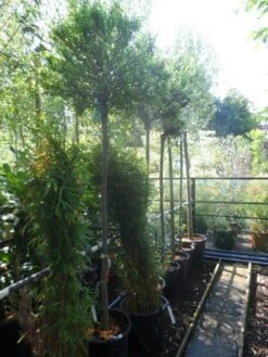 Wilg Op Stam (Salix Integra 'Hakuro-nishiki') -Aanbiedingen Groene Hekken Winkel salix integra hakuro nishiki 180stam c50 12 14 1