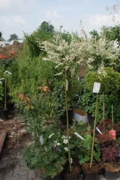 Wilg Op Stam (Salix Integra 'Hakuro-nishiki') -Aanbiedingen Groene Hekken Winkel salix integra hakuro nishiki 1 1