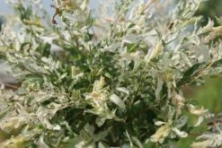 Wilg Op Stam (Salix Integra 'Hakuro-nishiki') -Aanbiedingen Groene Hekken Winkel salix integra hakuro nishiki 2 1