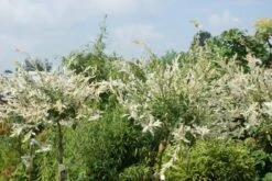 Wilg Op Stam (Salix Integra 'Hakuro-nishiki') -Aanbiedingen Groene Hekken Winkel salix integra hakuro nishiki 3 1