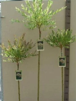 Wilg Op Stam (Salix Integra 'Hakuro-nishiki') -Aanbiedingen Groene Hekken Winkel salix nishiki stam 80 100 120 1