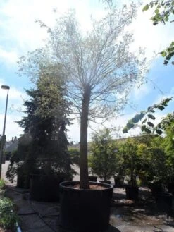 Treurwilg (Salix Sepulcralis 'Chrysocoma') 13 Treurwilg (Salix Sepulcralis 'Chrysocoma') -Aanbiedingen Groene Hekken Winkel salix sepulcralis chrysocoma 70 80ho c1500 1