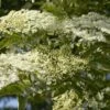 Vlier (Sambucus Nigra) -Aanbiedingen Groene Hekken Winkel sambucus nigra 1