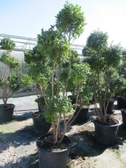 Camelia Als Bonsai (Camellia Sasanqua) -Aanbiedingen Groene Hekken Winkel sasanquapompon01 2