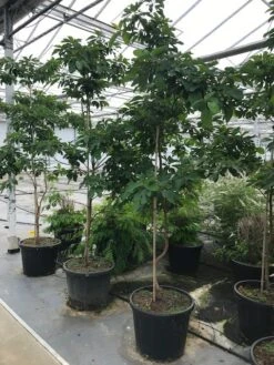 Sassafras (Sassafras Albidum) -Aanbiedingen Groene Hekken Winkel sassafras