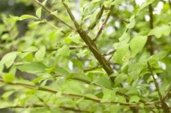 Meerstammige Kardinaalshoed (Euonymus Alatus) -Aanbiedingen Groene Hekken Winkel schermafbeelding 2021 02 10 om 16.29.03 1