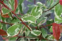 Glansmispel Op Stam (Photinia Fraseri 'Pink Marble') -Aanbiedingen Groene Hekken Winkel schermafbeelding 2021 02 16 om 16.02.05 1