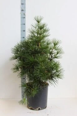 Japanse Parasolden (Sciadopitys Verticilata) -Aanbiedingen Groene Hekken Winkel sciadopitys verticilata 60 80 cm co. 18l. kopie