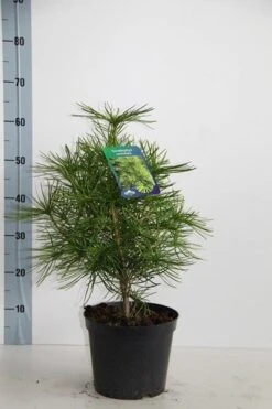 Japanse Parasolden (Sciadopitys Verticilata) -Aanbiedingen Groene Hekken Winkel sciadopitys verticillata 30 40 c5