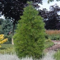 Japanse Parasolden (Sciadopitys Verticilata) -Aanbiedingen Groene Hekken Winkel scvertic 7