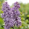 Tweekleurige Sering (Syringa Vulgaris 'Sensation') -Aanbiedingen Groene Hekken Winkel sensation 1