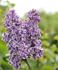 Tweekleurige Sering (Syringa Vulgaris 'Sensation')