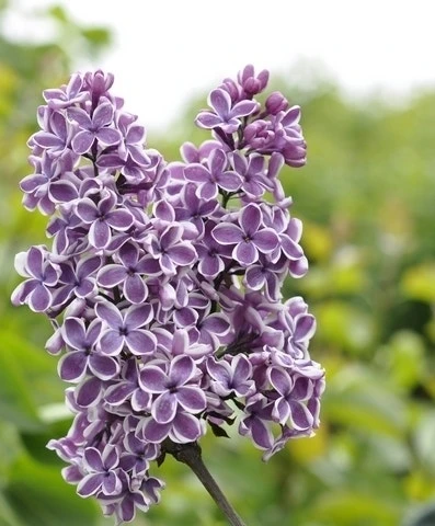 Tweekleurige Sering (Syringa Vulgaris 'Sensation') 3 Tweekleurige Sering (Syringa Vulgaris 'Sensation')