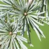 Treurceder (Cedrus Libani 'Glauca Pendula') -Aanbiedingen Groene Hekken Winkel sepa13888 2