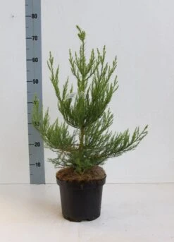 Mammoetboom (Sequoiadendron Giganteum) -Aanbiedingen Groene Hekken Winkel seqouiadendron giganteum 40 50 co. 3l kopie