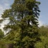 Kustmammoetboom (Sequoia Sempervirens) -Aanbiedingen Groene Hekken Winkel sequoia sempervirens 1